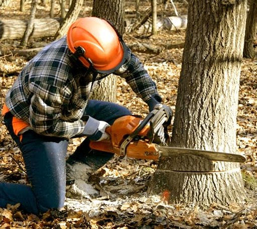 Tree Removal in Bay Springs, MS